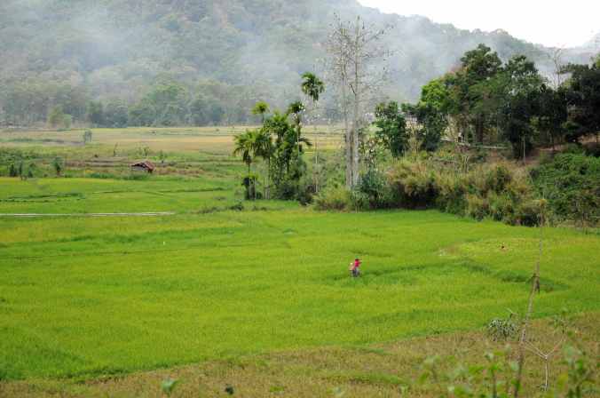 What makes a landscape biologically diverse and its people food secure? We want to answer this question by collecting social-ecological characteristics of farming landscapes through this questionnaire (Photo by Neil Collier on Flores/Indonesia).